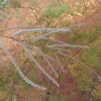 Tamarix indica Willd.